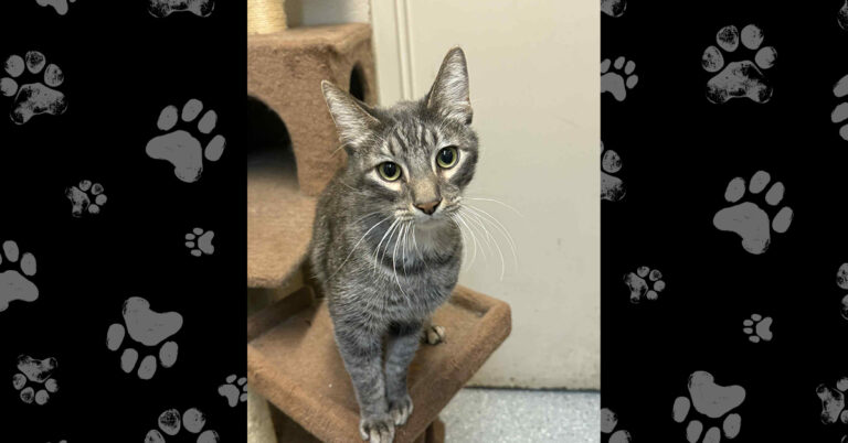 Talkative, Loving, and Ready for a Home: Meet Gizmo