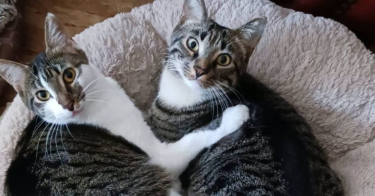 Marley and Snickers: Together Forever!