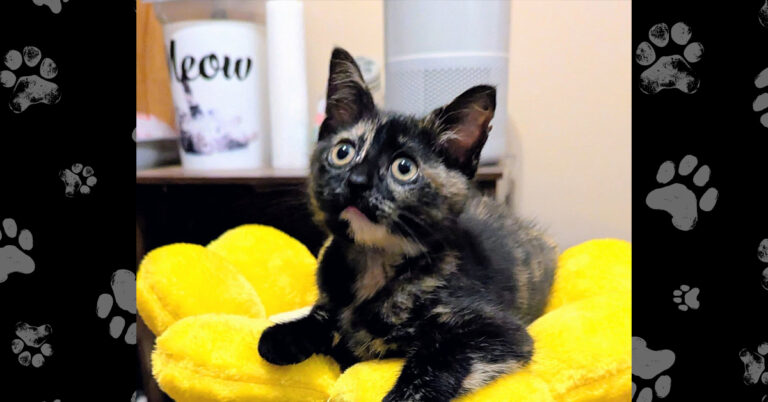 A Happy Update: Pickles In Her Forever Home!