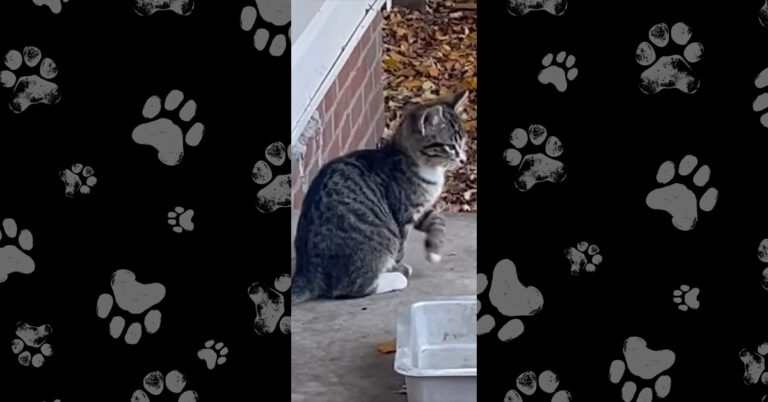 Smokey’s World Turned Upside Down Far Too Soon