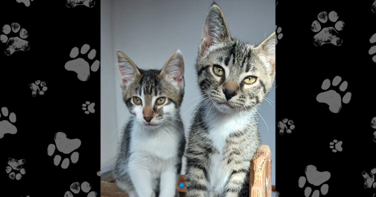 Siblings Snickers and Marley: Healthy and Healing and Need A Home