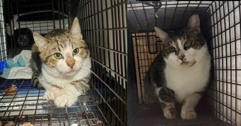 Sugar & Spice: Two Feral Beauties Getting the Care They Need