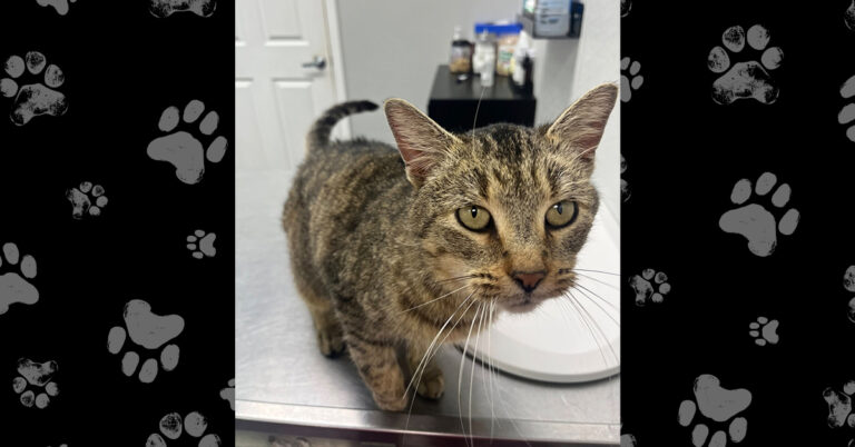 A Path to Healing for Danni