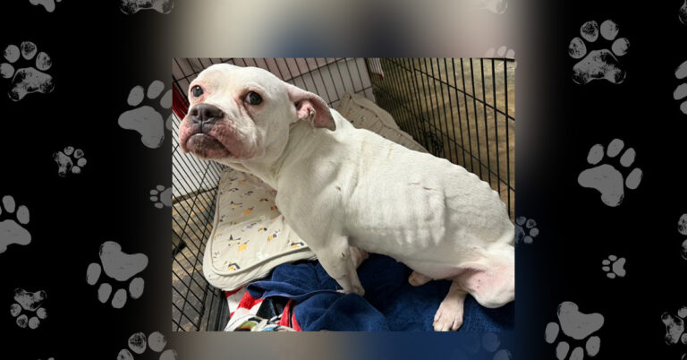 Teamwork Saves Lives – Dudley’s Emergency Surgery