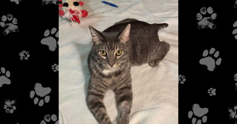 Gizmo Survived the Unthinkable — Now He Needs a Forever Home