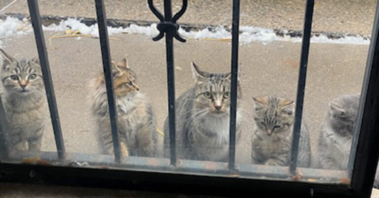 4 Kittens and Mom Needed Help on Detroit’s West Side