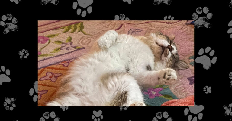 Mochi’s Second Chance: A Risky Surgery With a Happy Ending