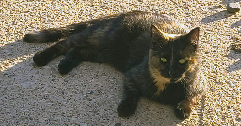 Patches Deserves a Chance: Your Gift Is Doubled Today