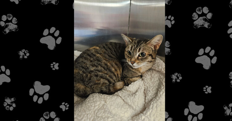 Bright News for Star 2 After Surgery and Care