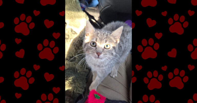 A Fragile Start and Hopeful Future For Sweet Pea