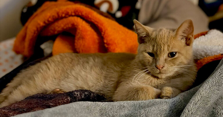 Little Nugget Gets the Care He Needed