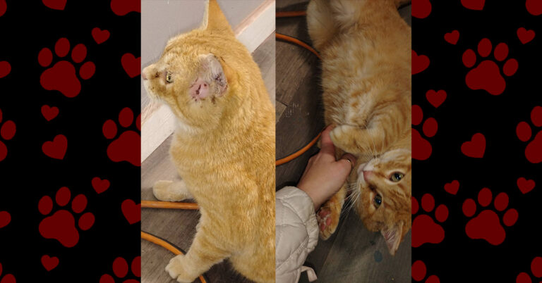 One More Kitty Saved: Pumpkin’s New Beginning