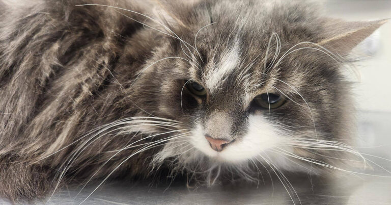 Your Support Helped Sammy When She Needed It Most