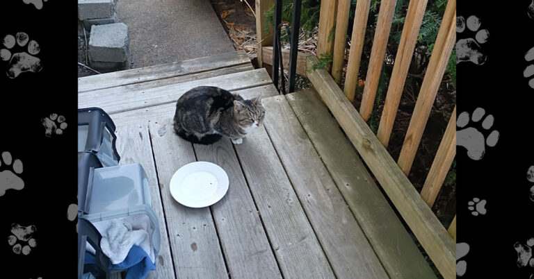 From Freezing to Safe: Trinkett’s Rescue