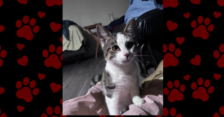 Zeus Is Safe, Healthy, and Searching for Home