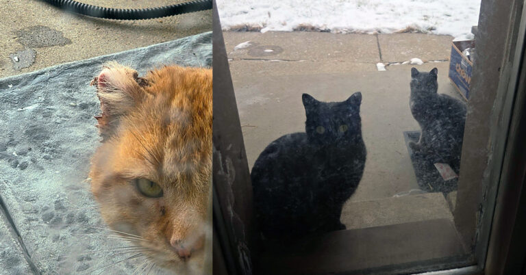Ginger, Ashley, and Smokey: Saved from the Cold and Finally Safe