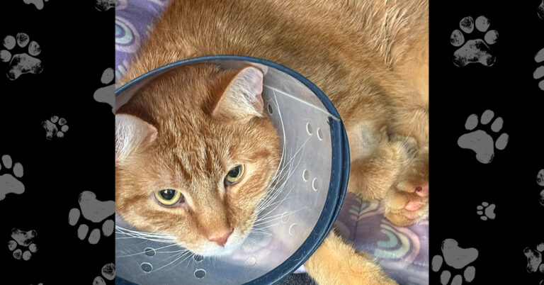 Harley’s Second Chance: When a Village Saves a Life