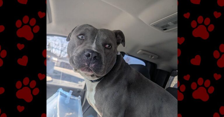 A Gentle Soul Named Reggie