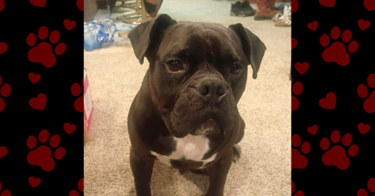 He Can Finally Just Be a Dog
