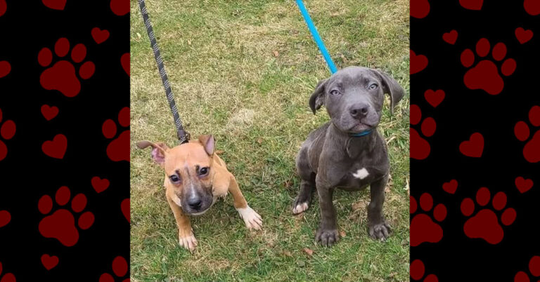 Two Puppies. One Deadly Virus. A Fighting Chance.