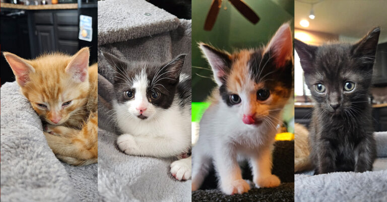 16 Tiny Paws, 4 Bright Futures