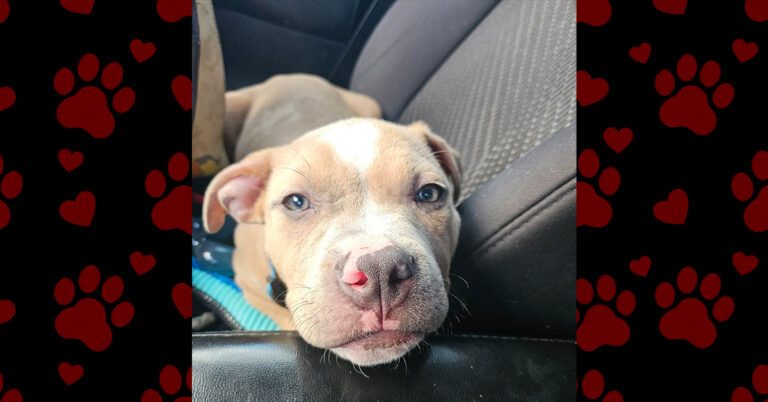 Healing the Hurt: Argo’s Journey Forward