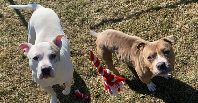 Two Heartworm Positive Dogs On The Mend