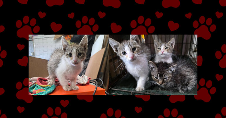 Four Kittens Found In A Ditch Need Help