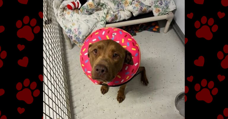 Jagger Faces Another Surgery on His Road to Recovery