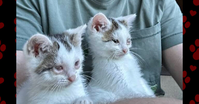 Shishito and Piquillo Need Our Help