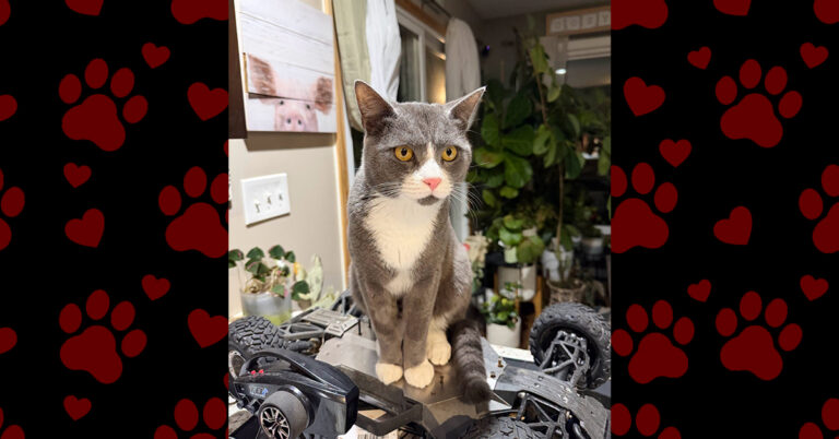 Boots Gets Wonderful News