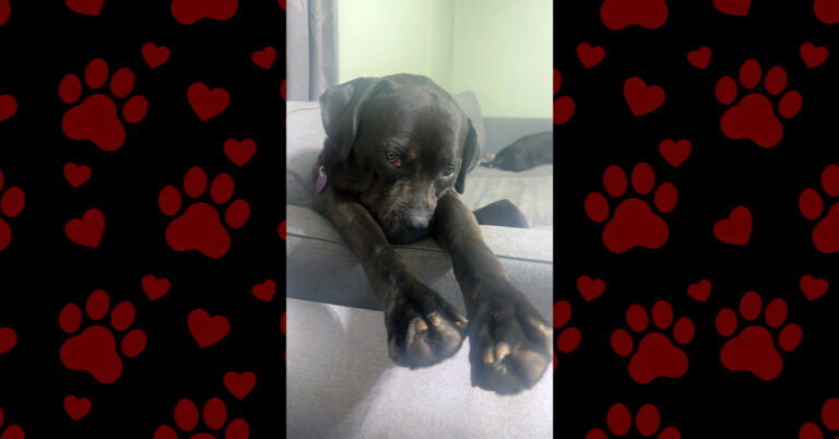 Love Never Gave Up on Ellie