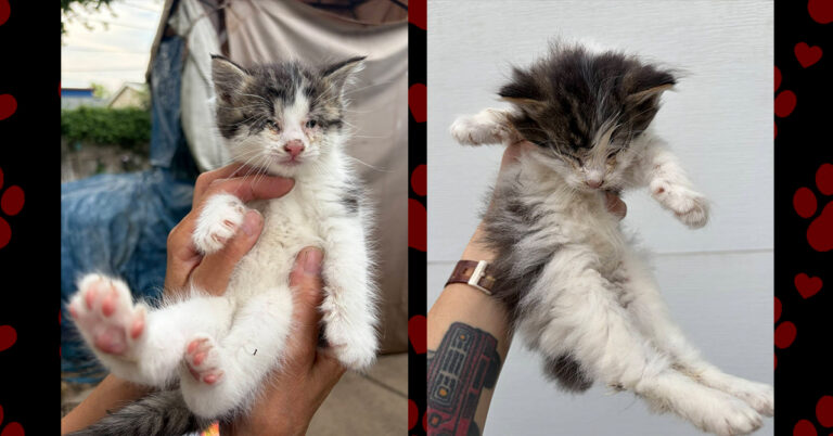 Juno and Cosmo Received Great Care
