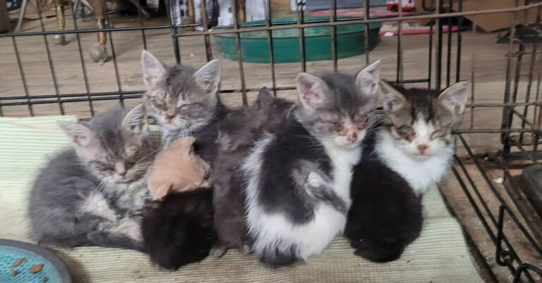 EMERGENCY HELP NEEDED for kittens in Yale, Michigan!