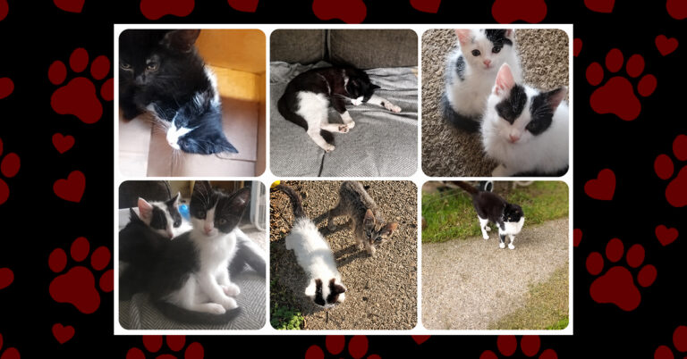 A Healthy Start for Nine Little Lives