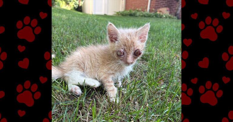 A Tiny Fighter Named Boo