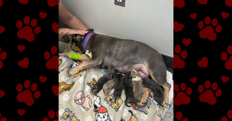 A Safe Arrival for Luna and Her Puppies