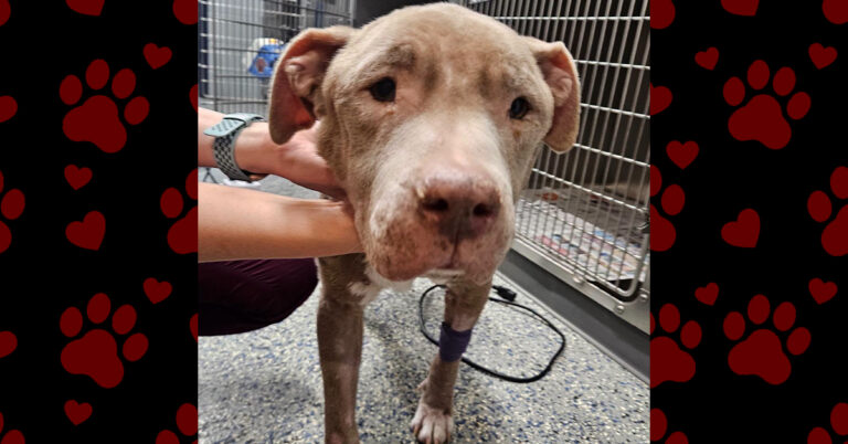 Fawn’s Second Chance