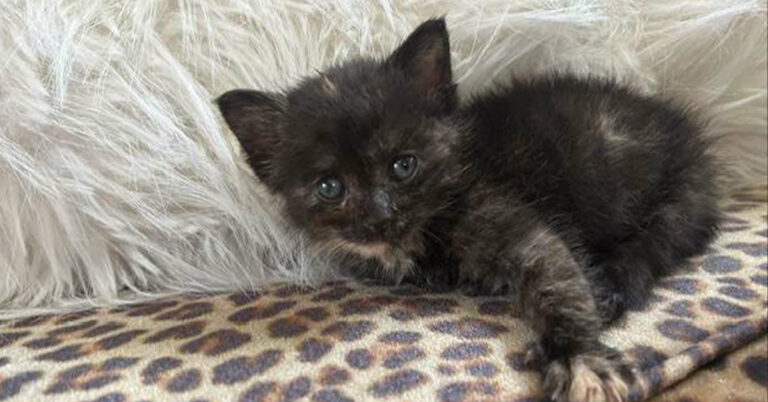 A Second Chance for Miss Mouse