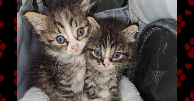 A Fresh Start for Peanut & Baby