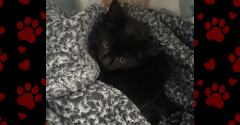 Salem Found the Perfect Home!