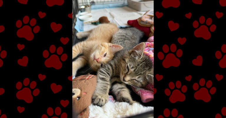 Happy New Beginnings for Sunny & Nuggett