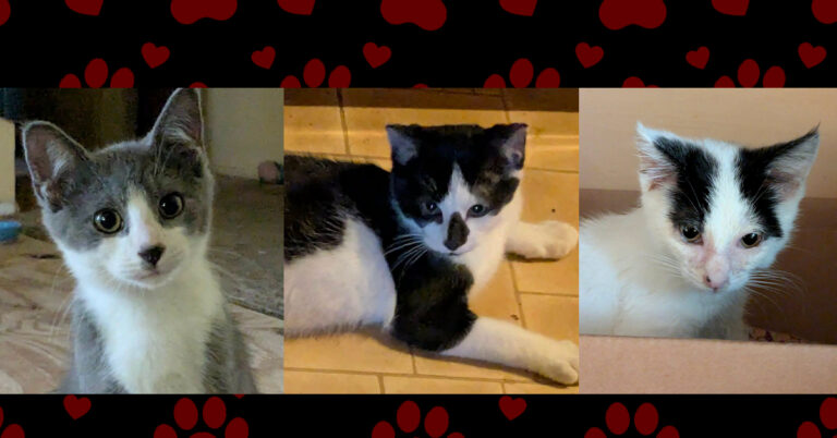 A Healthy Start for Frankie, Mitch & Skeeter
