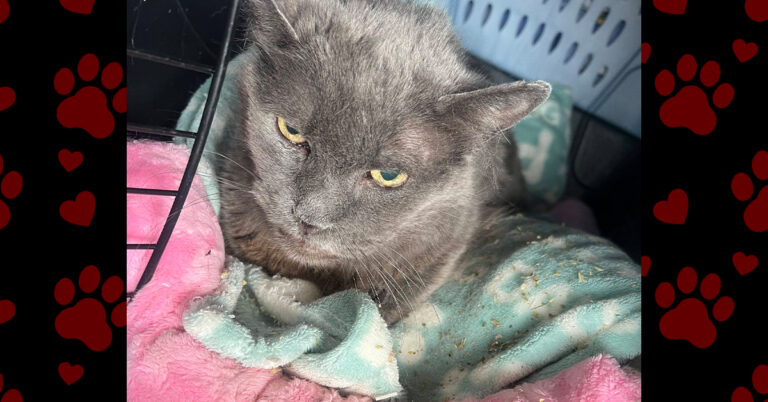 Helping Minka Find Relief