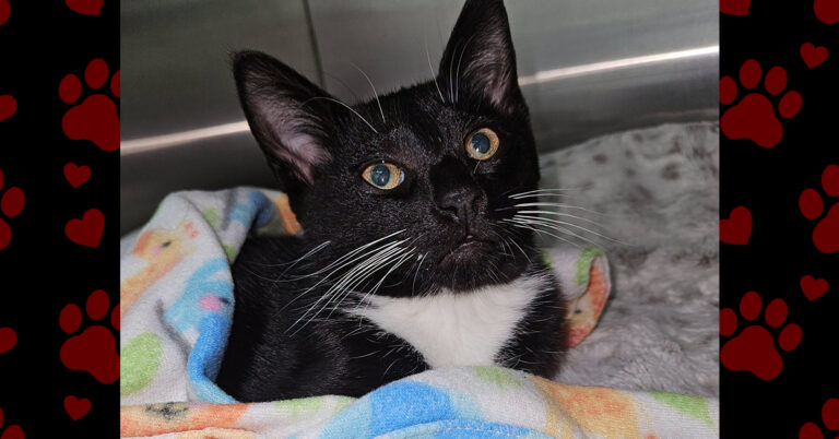 Mitts Is Looking for a Home