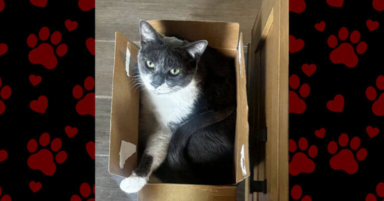 Poisy’s Second Chance Begins