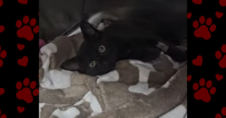 Meet Romeo: Ready for His Forever Home