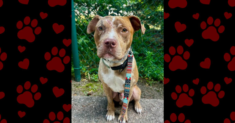 Taroh’s Life Was Saved by Compassion