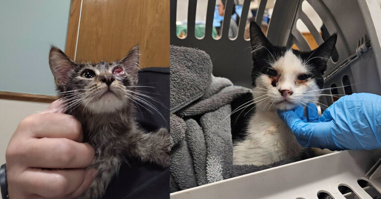 Prayers Needed for Teddy & Checkers