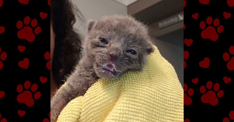 Tiny Blue Has a Big Heart